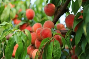 酷热夏季栽培幼龄桃树3要素