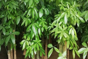 发财树的正确养法