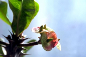 室内不适合养什么花草植物，室内养花禁忌