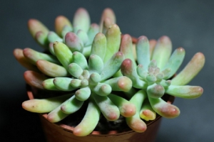 夏天哪些花不能多浇水：7种常见花介绍