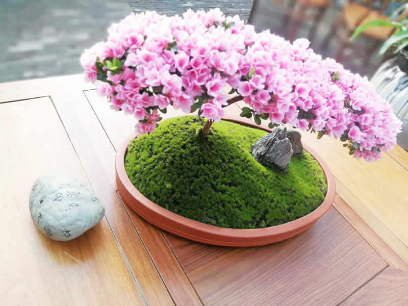 花卉盆景