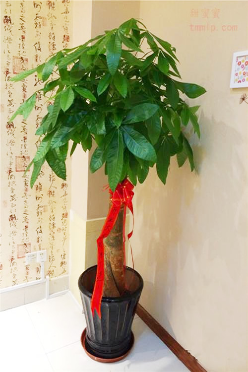 发财树盆栽（1.5米）