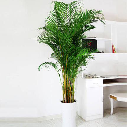 植物租赁公司为您介绍富贵椰子的养护知识和技